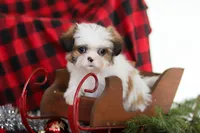 Biscuit, a male Lhasa Apso for sale in Millersburg, OH – Photo 7 of 9