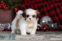 Biscuit, a male Lhasa Apso for sale in Millersburg, OH – Photo 1 of 9