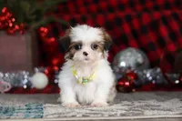 Biscuit, a male Lhasa Apso for sale in Millersburg, OH – Photo 4 of 9