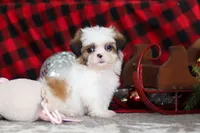 Biscuit, a male Lhasa Apso for sale in Millersburg, OH – Photo 6 of 9
