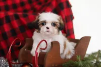 Biscuit, a male Lhasa Apso for sale in Millersburg, OH – Photo 9 of 9