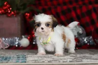 Biscuit, a male Lhasa Apso for sale in Millersburg, OH – Photo 5 of 9