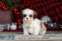 Biscuit, a male Lhasa Apso for sale in Millersburg, OH – Photo 3 of 9