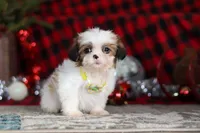 Biscuit, a male Lhasa Apso for sale in Millersburg, OH – Photo 2 of 9