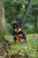 Teddy, a male Bichon Frise and Yorkshire Terrier for sale in Millersburg, OH – 6 of 7