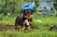Landon, a male Bichon Frise and Yorkshire Terrier for sale in Millersburg, OH – 2 of 6