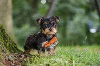 Teddy, a male Bichon Frise and Yorkshire Terrier for sale in Millersburg, OH – 4 of 7