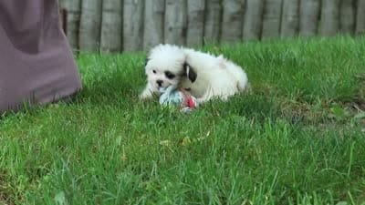 Jethro, a male Lhasa Apso for sale in Millersburg, OH – 10 of 10