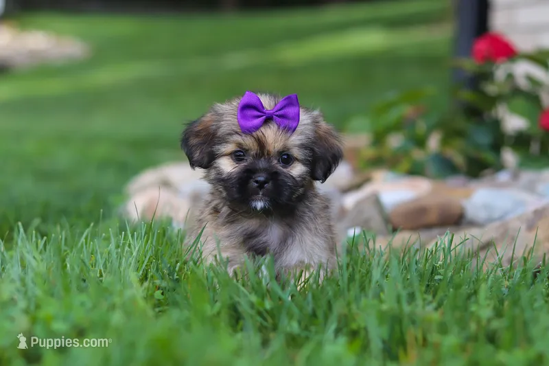 Candy – Lhasa Apso puppy for sale in Millersburg, OH
