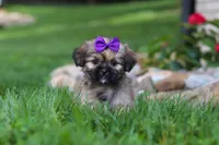 Candy, a female Lhasa Apso for sale in Millersburg, OH – 1 of 8