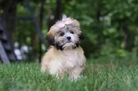 Cynthia, a female Lhasa Apso for sale in Millersburg, OH – 5 of 6