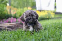 Buddy, a male Lhasa Apso for sale in Millersburg, OH – 6 of 7