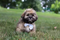 Buddy, a male Lhasa Apso for sale in Millersburg, OH – 4 of 7