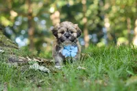 Randy, a male Lhasa Apso for sale in Millersburg, OH – 5 of 7