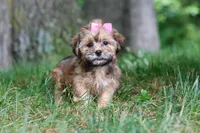 Bebee, a female Shorkie for sale in Millersburg, OH – 1 of 7