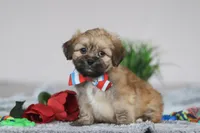 Shane, a male Lhasa Apso for sale in Millersburg, OH – Photo 1 of 5