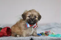 Shane, a male Lhasa Apso for sale in Millersburg, OH – Photo 3 of 5