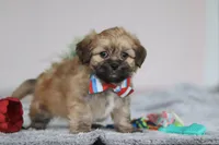 Shane, a male Lhasa Apso for sale in Millersburg, OH – Photo 4 of 5