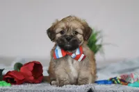 Shane, a male Lhasa Apso for sale in Millersburg, OH – Photo 2 of 5