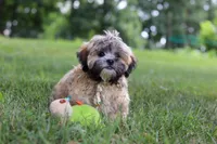 Bryce, a male Lhasa Apso for sale in Millersburg, OH – 6 of 8