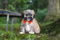 Bryce, a male Lhasa Apso for sale in Millersburg, OH – 4 of 7