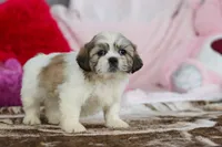 processed/2c395ba8-8410-47d9-a5b1-5deedf5b42b1/listing/abad18ad-1152-4ad1-9cd4-5776db31d861/73e9704b-1e5b-4500-b350-3e933462348f