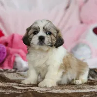 Milo, a male Lhasa Apso for sale in Millersburg, OH – Photo 3 of 5