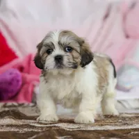Milo, a male Lhasa Apso for sale in Millersburg, OH – Photo 4 of 5