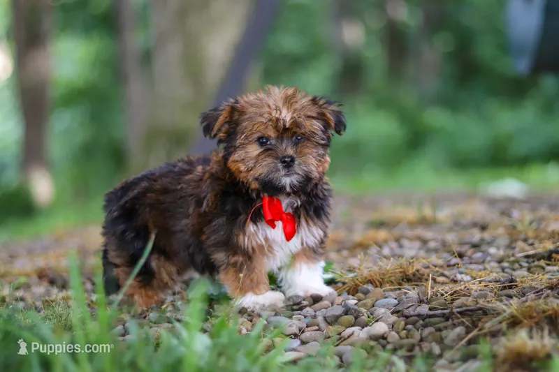 Frisky – Shorkie puppy for sale in Millersburg, OH