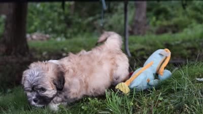Bryce, a male Lhasa Apso for sale in Millersburg, OH – 7 of 7