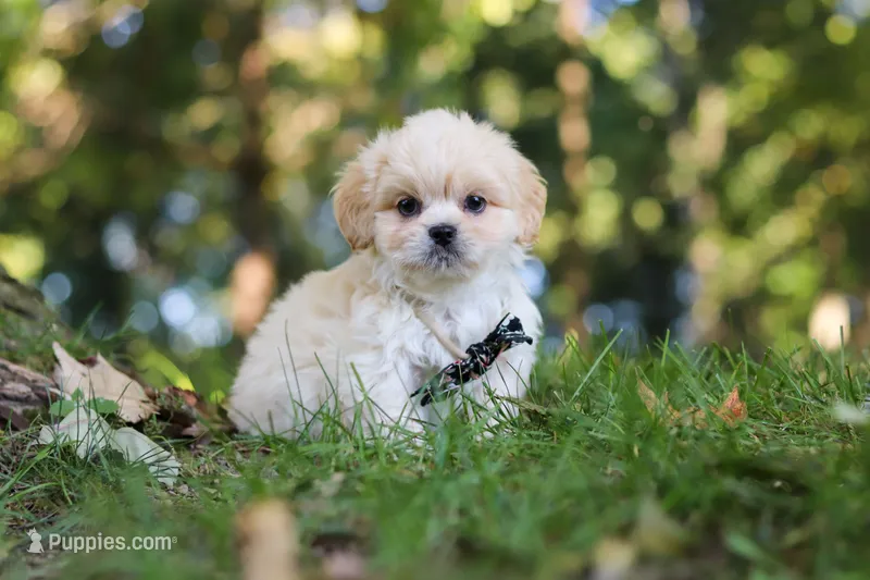 Greg – Lhasa Apso puppy for sale in Millersburg, OH