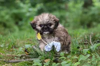 Luca, a male Lhasa Apso for sale in Millersburg, OH – 8 of 10