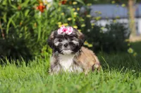 Mia, a female Lhasa Apso for sale in Millersburg, OH – 8 of 10