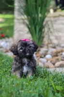 Sophia, a female Lhasa Apso for sale in Millersburg, OH – 2 of 7