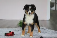 Kate, a female Australian Shepherd for sale in Millersburg, OH – Photo 5 of 5