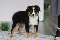 Kate, a female Australian Shepherd for sale in Millersburg, OH – Photo 4 of 5