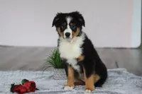 Kate, a female Australian Shepherd for sale in Millersburg, OH – Photo 1 of 5