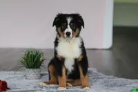 Kate, a female Australian Shepherd for sale in Millersburg, OH – Photo 2 of 5