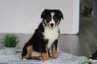 Kate, a female Australian Shepherd for sale in Millersburg, OH – Photo 3 of 5