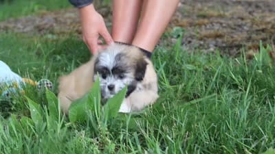 Cynthia, a female Lhasa Apso for sale in Millersburg, OH – 9 of 9