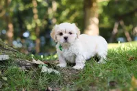 Cody, a male Lhasa Apso for sale in Millersburg, OH – 8 of 9