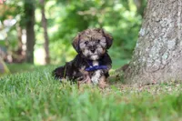 Calvin, a male Shorkie for sale in Millersburg, OH – 6 of 7
