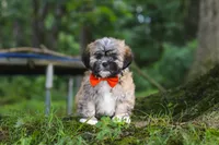 Bryce, a male Lhasa Apso for sale in Millersburg, OH – 3 of 7