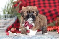 Kenny, a male Lhasa Apso for sale in Millersburg, OH – Photo 1 of 6