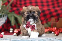 Kenny, a male Lhasa Apso for sale in Millersburg, OH – Photo 4 of 6