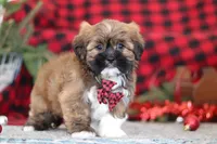 Kenny, a male Lhasa Apso for sale in Millersburg, OH – Photo 3 of 6