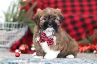 Kenny, a male Lhasa Apso for sale in Millersburg, OH – Photo 5 of 6