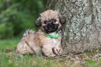 Johnson, a male Lhasa Apso for sale in Millersburg, OH – 3 of 7