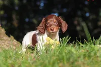 Shane, a male Miniature Dachshund for sale in Millersburg, OH – 7 of 10