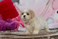 processed/2c395ba8-8410-47d9-a5b1-5deedf5b42b1/listing/bc6202ba-9ffb-435f-9205-358e2ad77b7c/e3e8fc83-61ff-45d9-94b3-5a3f99fe6ea1